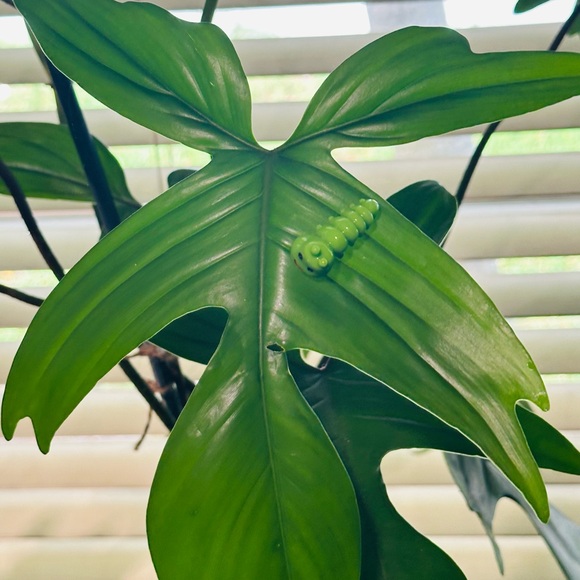 🍃30 pack of PetalPals plant Magnets🍃 - Picture 5 of 12